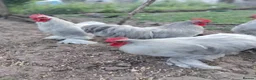Chickens poultry for sale: Seven cockerels  - Advert 3