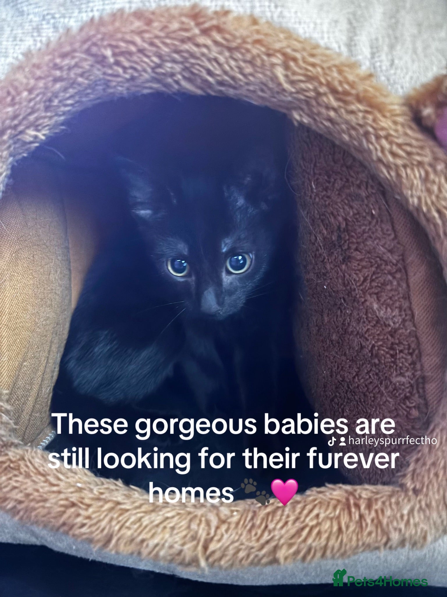 Mixed Breed cats 4 beautiful little girls still up for adoption - Advert 5