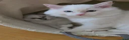 Ragdoll cats for sale: Ragdoll Kittens blue point and flame point - Advert 9
