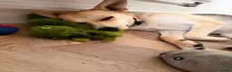 Mixed Breed dogs for adoption: ❤️Caramel❤️ 10-month-old lower-medium awesome girl - Advert 5