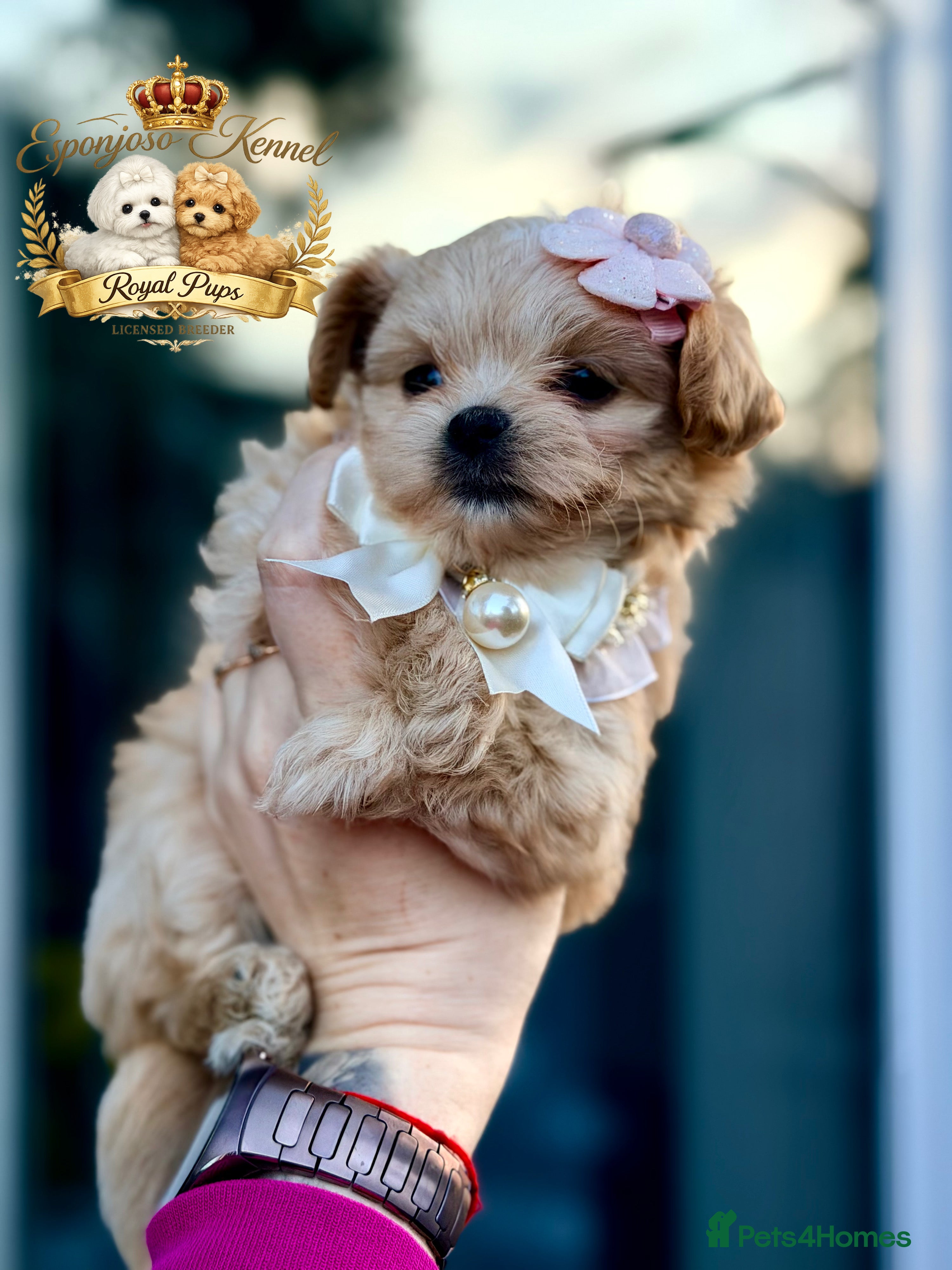 Maltipoo dogs 👑 One in a Million Rare F1 Tiny Asian Maltipoo 👑 - Advert 2
