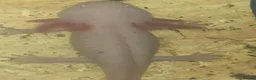 Axolotl reptiles for sale: 5 albino axolotls  - Advert 5