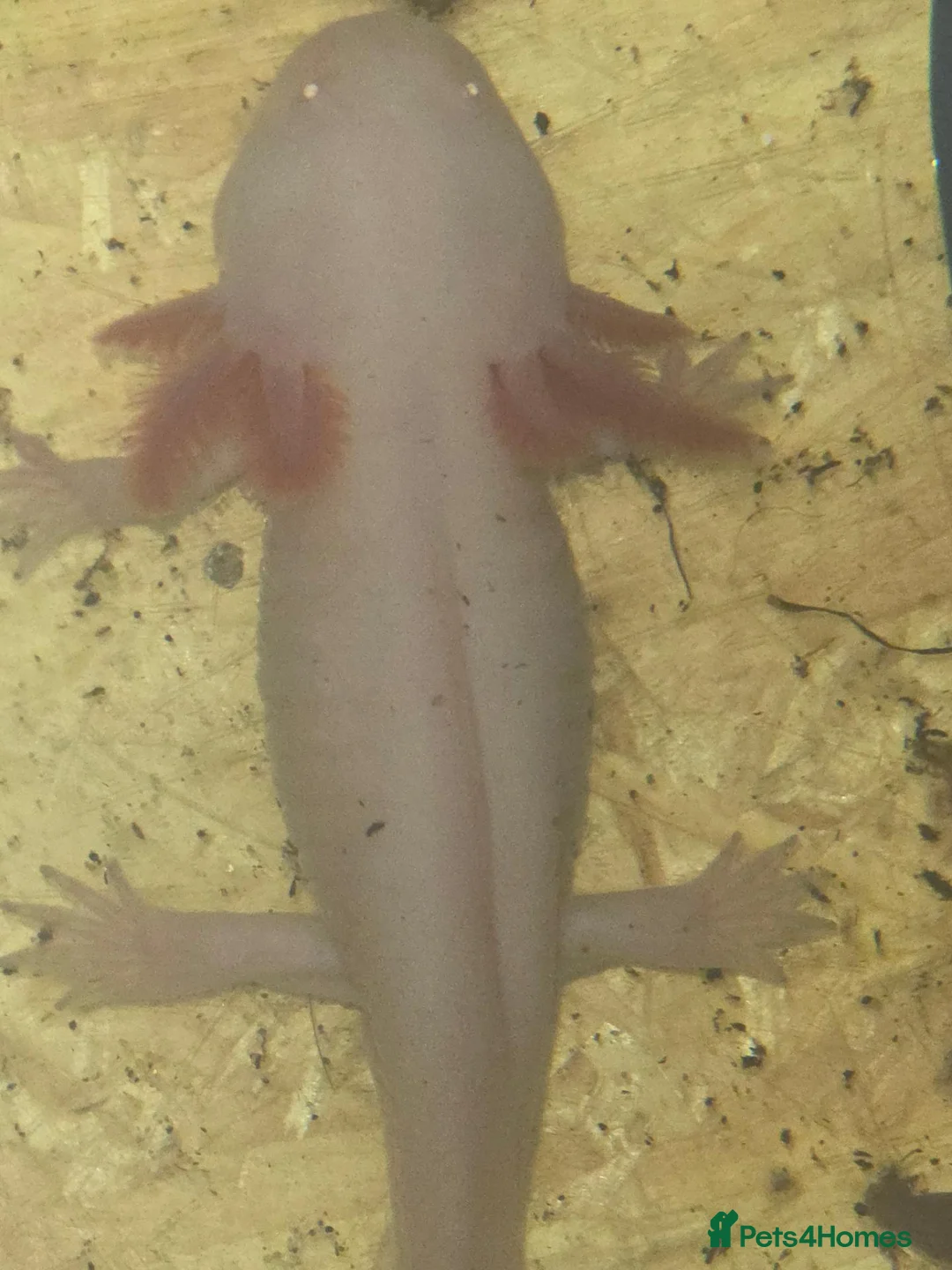 Axolotl reptiles for sale: 5 albino axolotls  - Advert 5