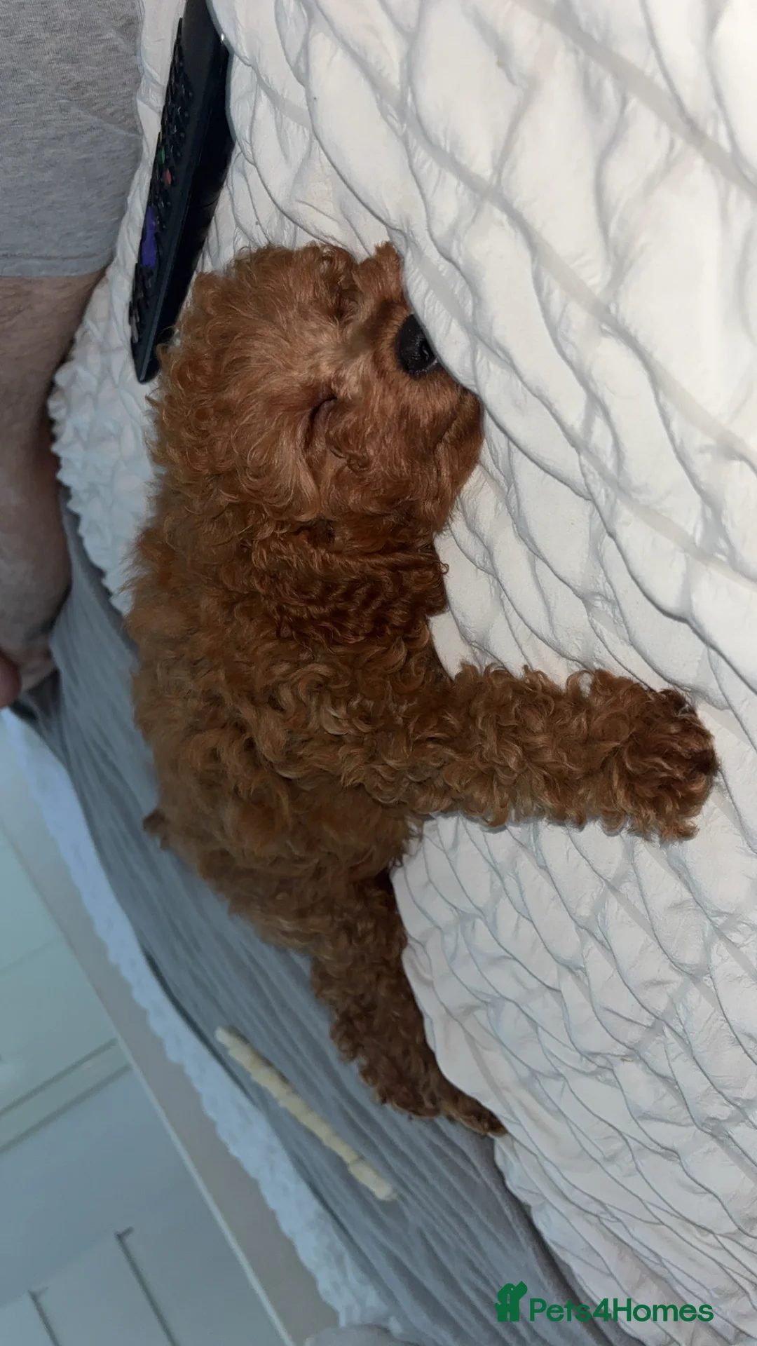 Cavapoo dogs for sale: 🐾 Beautiful Male Cavapoo F1B 🐾 in Barnsley - Advert 6