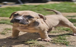 Mastiff dogs for sale: Boerbel x ultimate Mastiff in London - Image 20