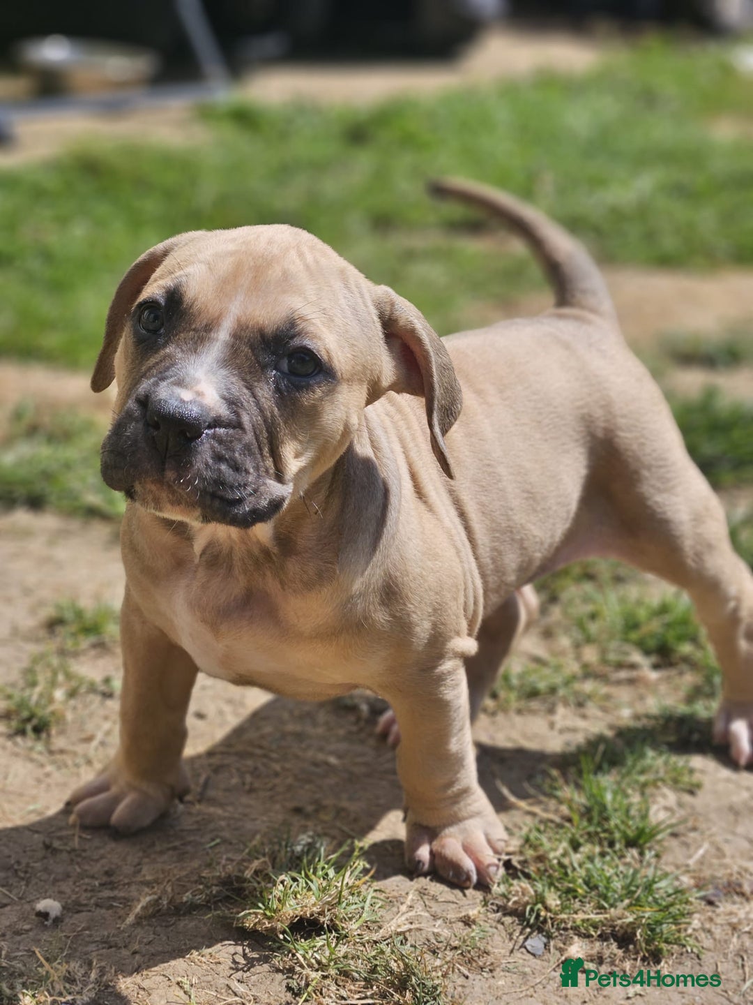 Mastiff dogs for sale: Boerbel x ultimate Mastiff in London - Image 20