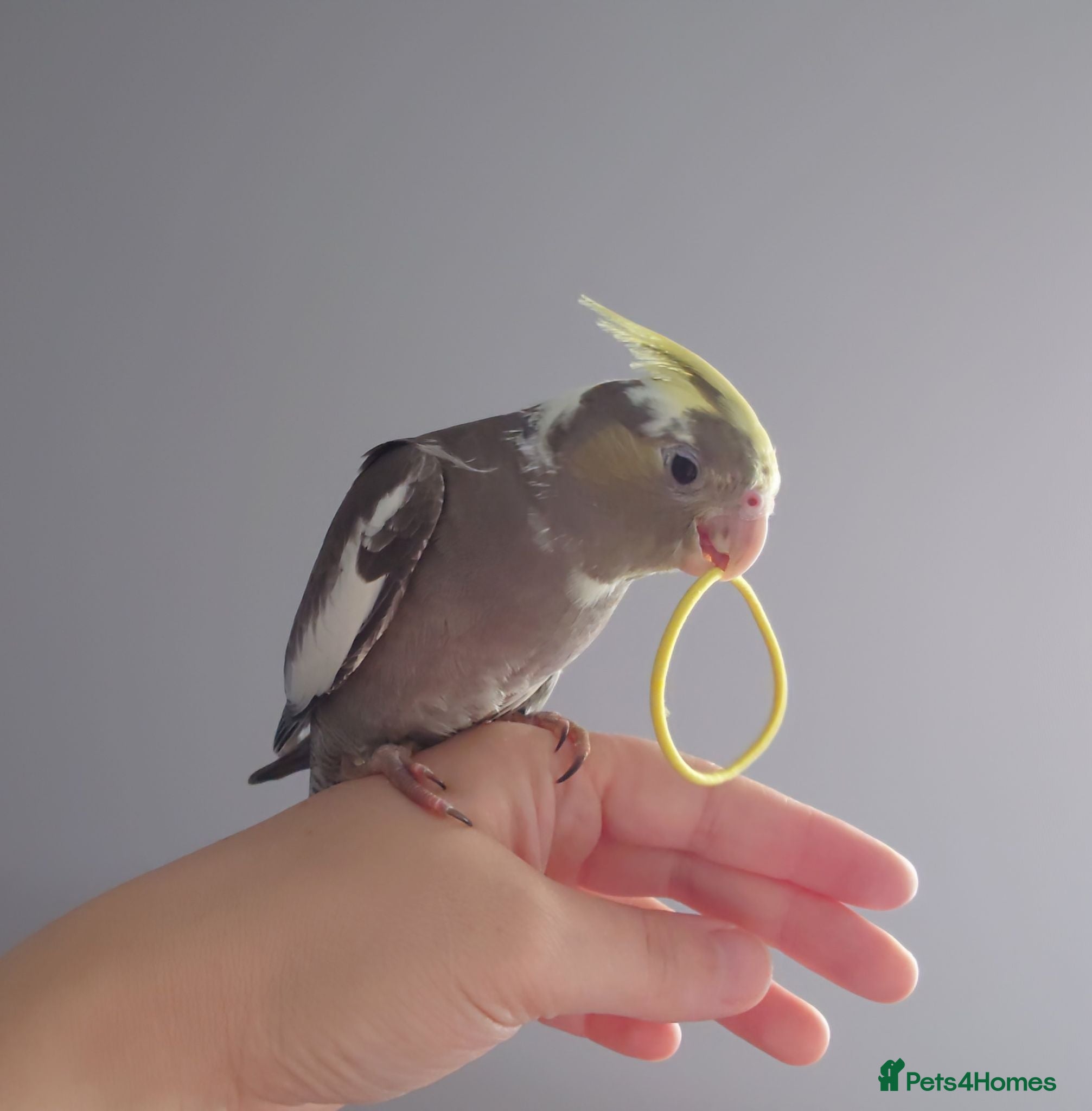 Cockatiels birds Hand reared silly tame DNA sexed baby cockatiels  - Advert 2
