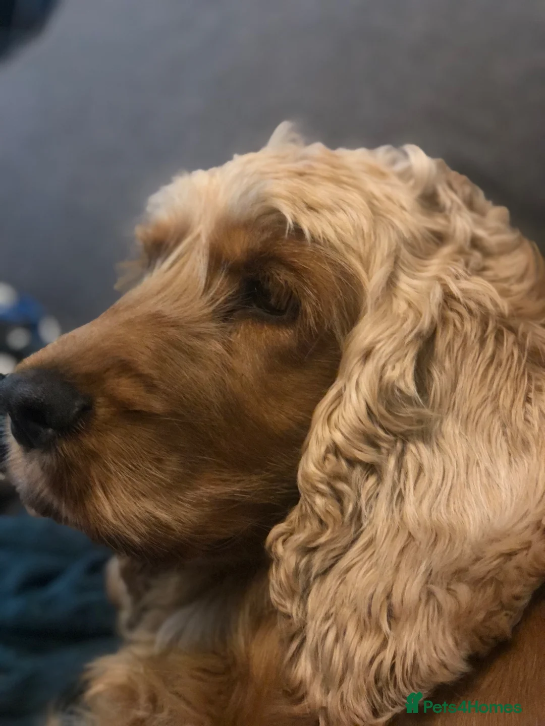 Cocker Spaniel dogs for sale: KC Registered Golden show cocker spaniel in Burnley - Advert 1