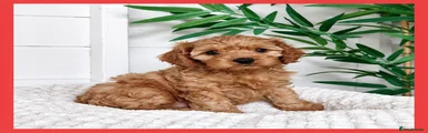 Cavapoo 4