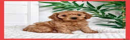 Cavapoo dogs for sale: Gorgeous cavapoo puppies from DNA tested parents - Advert 15