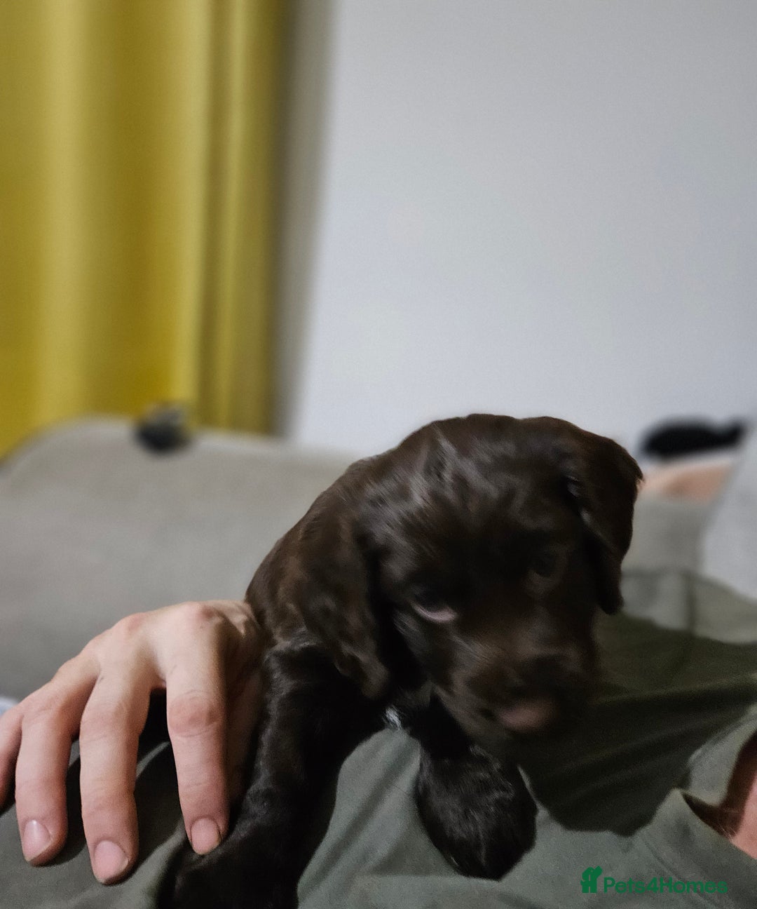 Cocker Spaniel dogs for sale: 5 stunning Cocker Spaniel puppies for sale.  - Advert 24