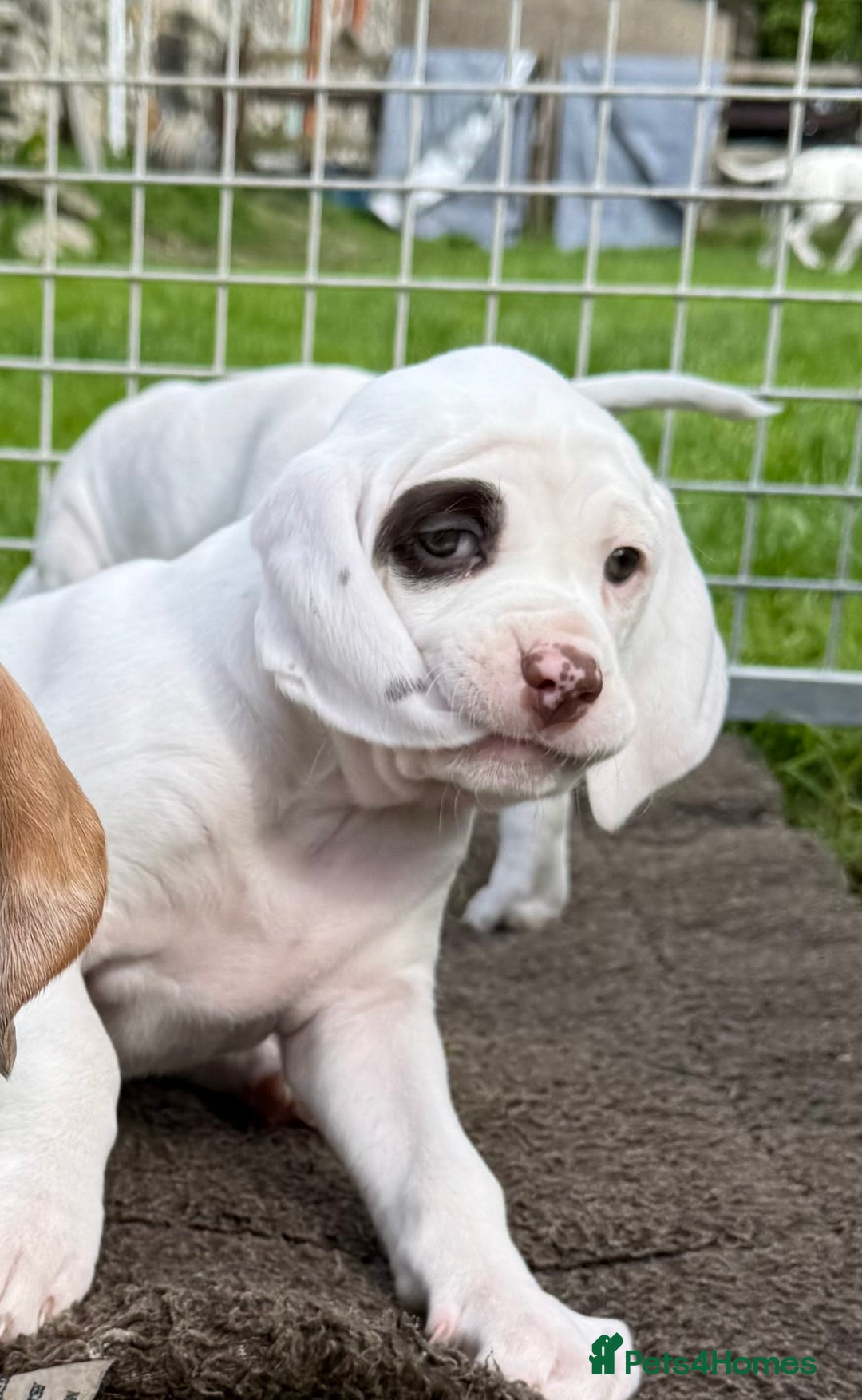 German Shorthaired Pointer dogs for sale: Braque du Bourbonnais - French Pointer - Image 35