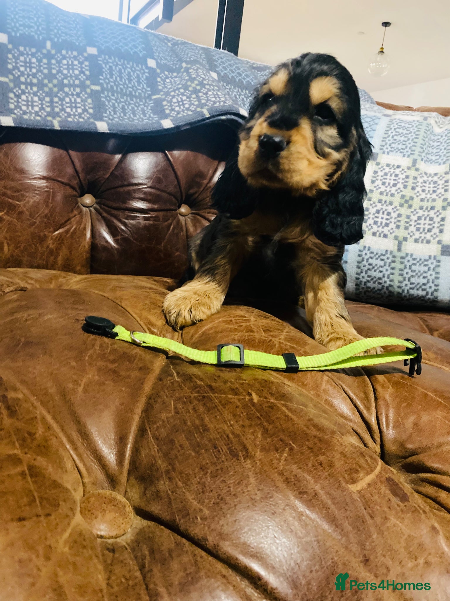Cocker Spaniel dogs 1💚remaining KC/Healthtested parents. Show type 🌸 - Advert 2