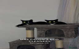 Domestic Shorthair cats for sale: 1 female cat - Image 5