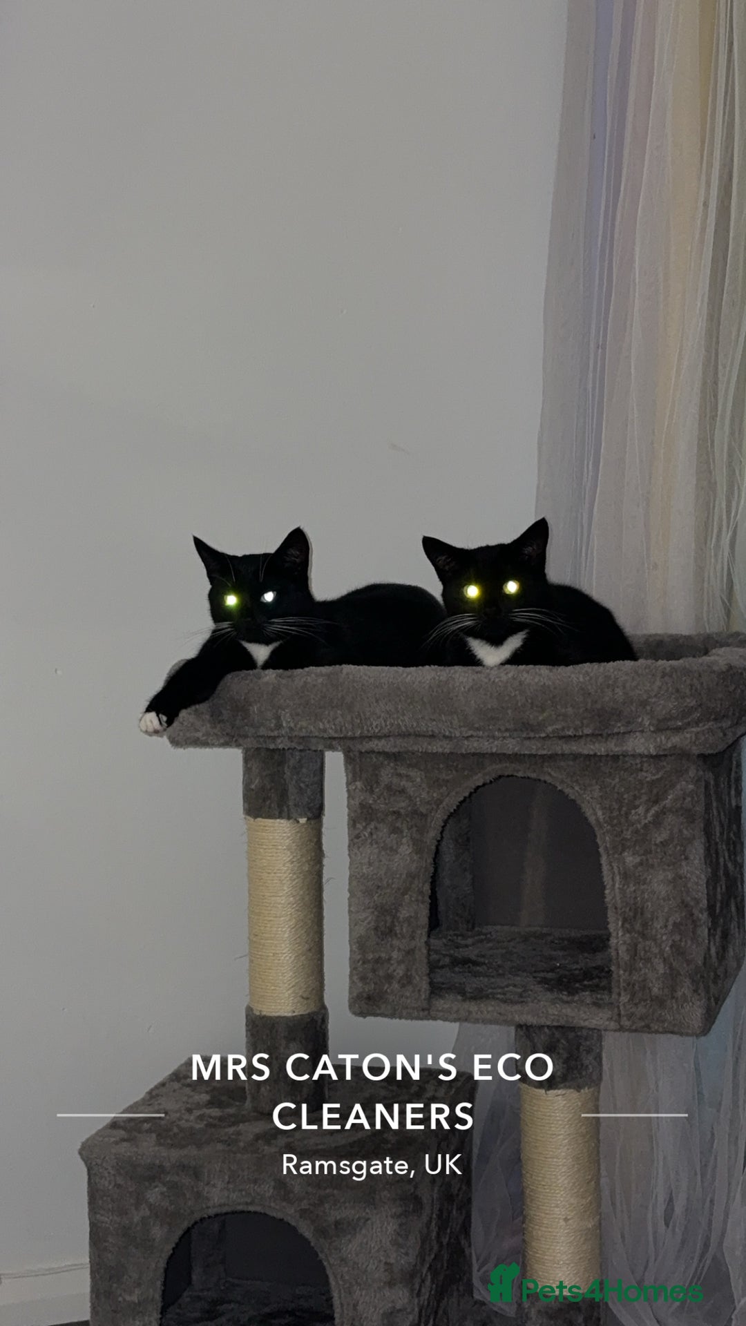 Domestic Shorthair cats for sale: 1 female cat - Image 5