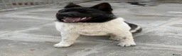Akita dogs for sale: KC Registered American Akita Puppy - Advert 3