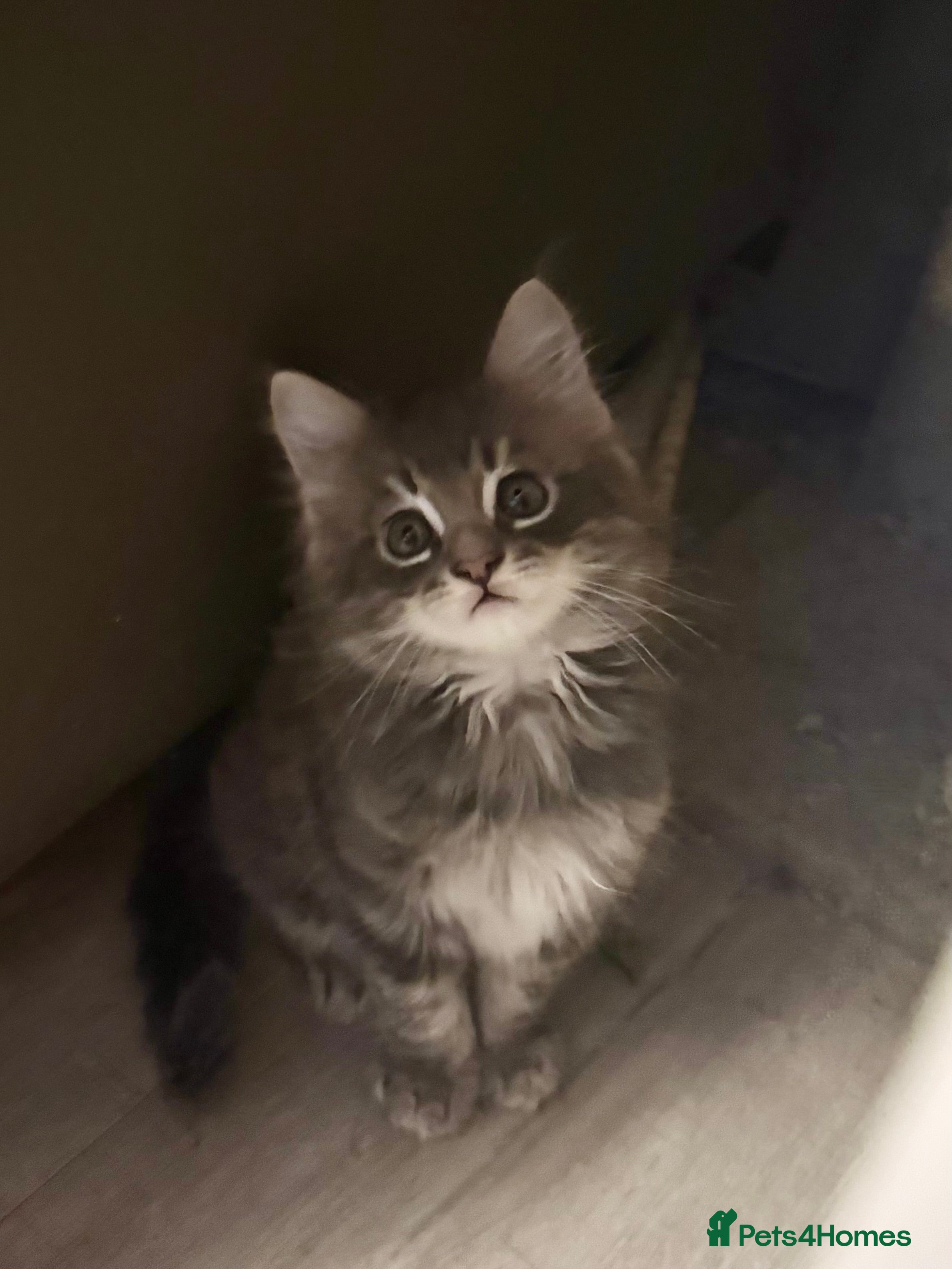 Maine Coon cats Maine Coon kittens  - Advert 9