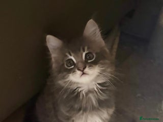 Maine Coon cats Maine Coon kittens - Advert 1