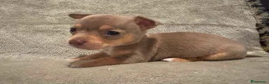 Chihuahua 2