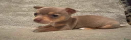 Chihuahua dogs for sale: 5 beautiful chihuahua puppies in Basildon - Advert 5