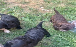 Cockapoo dogs for sale: Ready now! Cockapoo puppies F1 3 girls 2 boys - Image 7