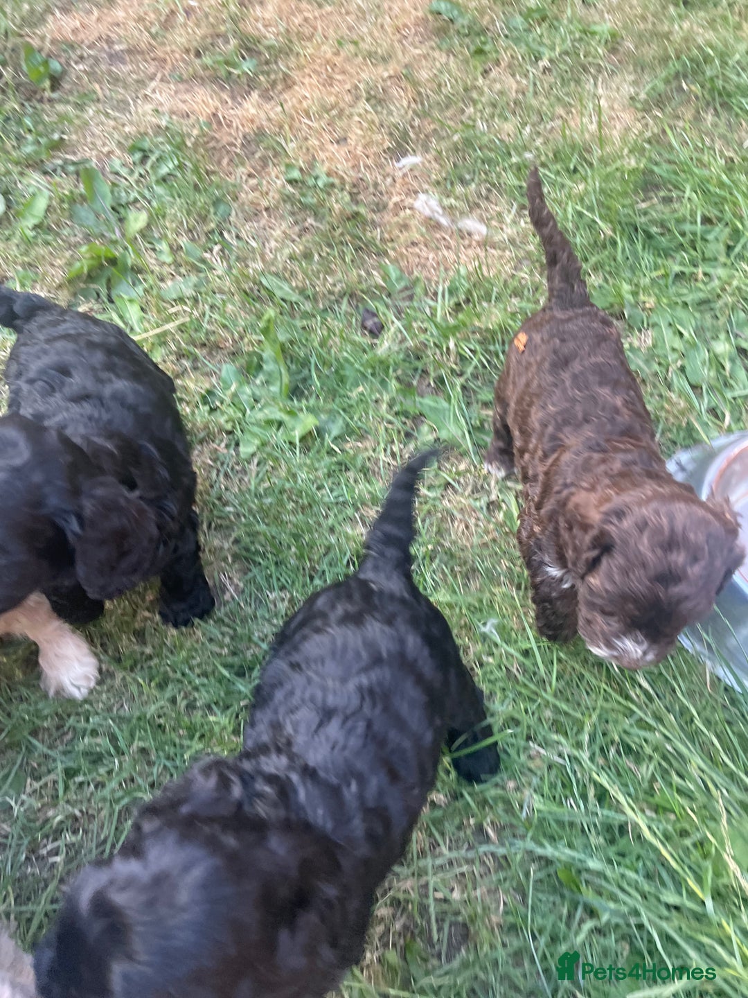 Cockapoo dogs for sale: Ready now! Cockapoo puppies F1 3 girls 2 boys - Image 7