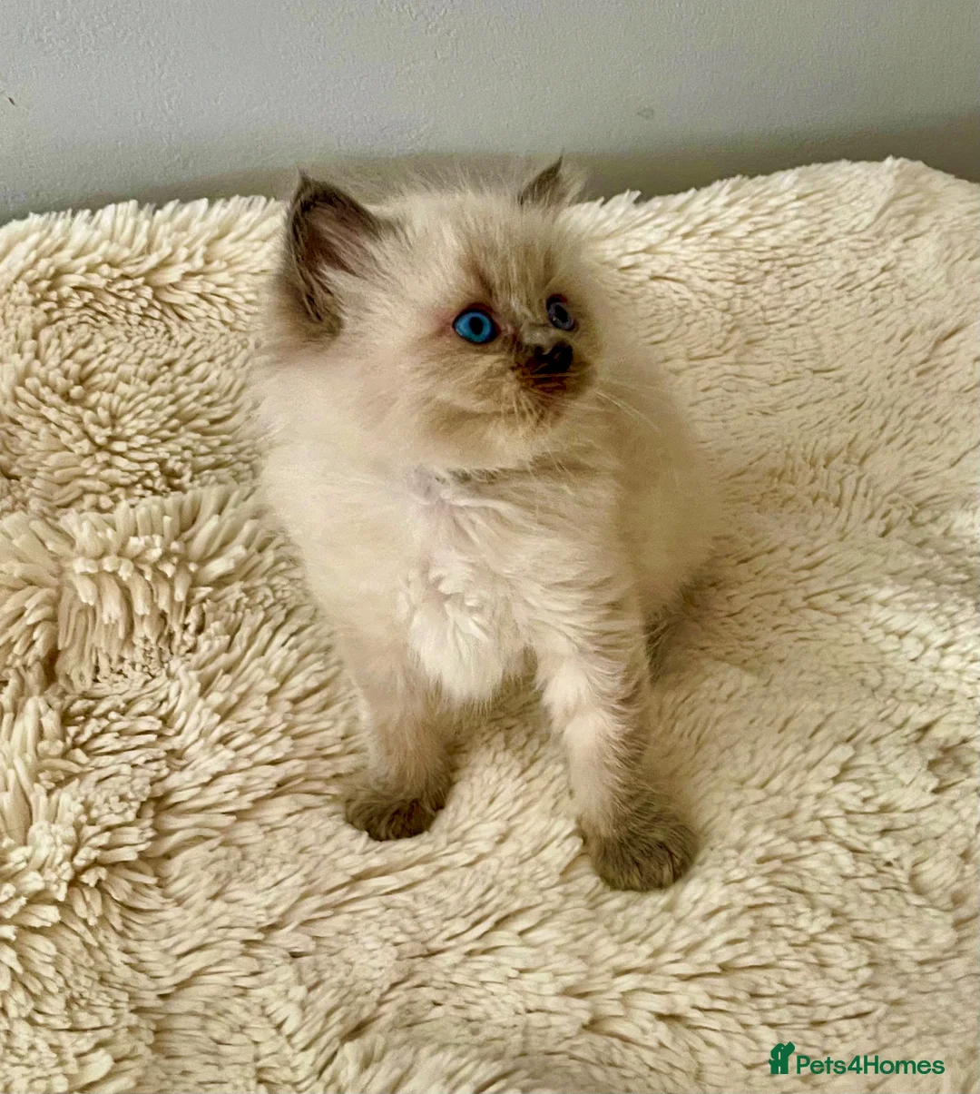 Ragdoll cats for stud: Cyborg ( Timmy)GCCF ACTIVE - Advert 6