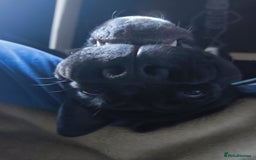 Mixed Breed dogs for sale: 6 Month Old Female Rehoming - Image 9