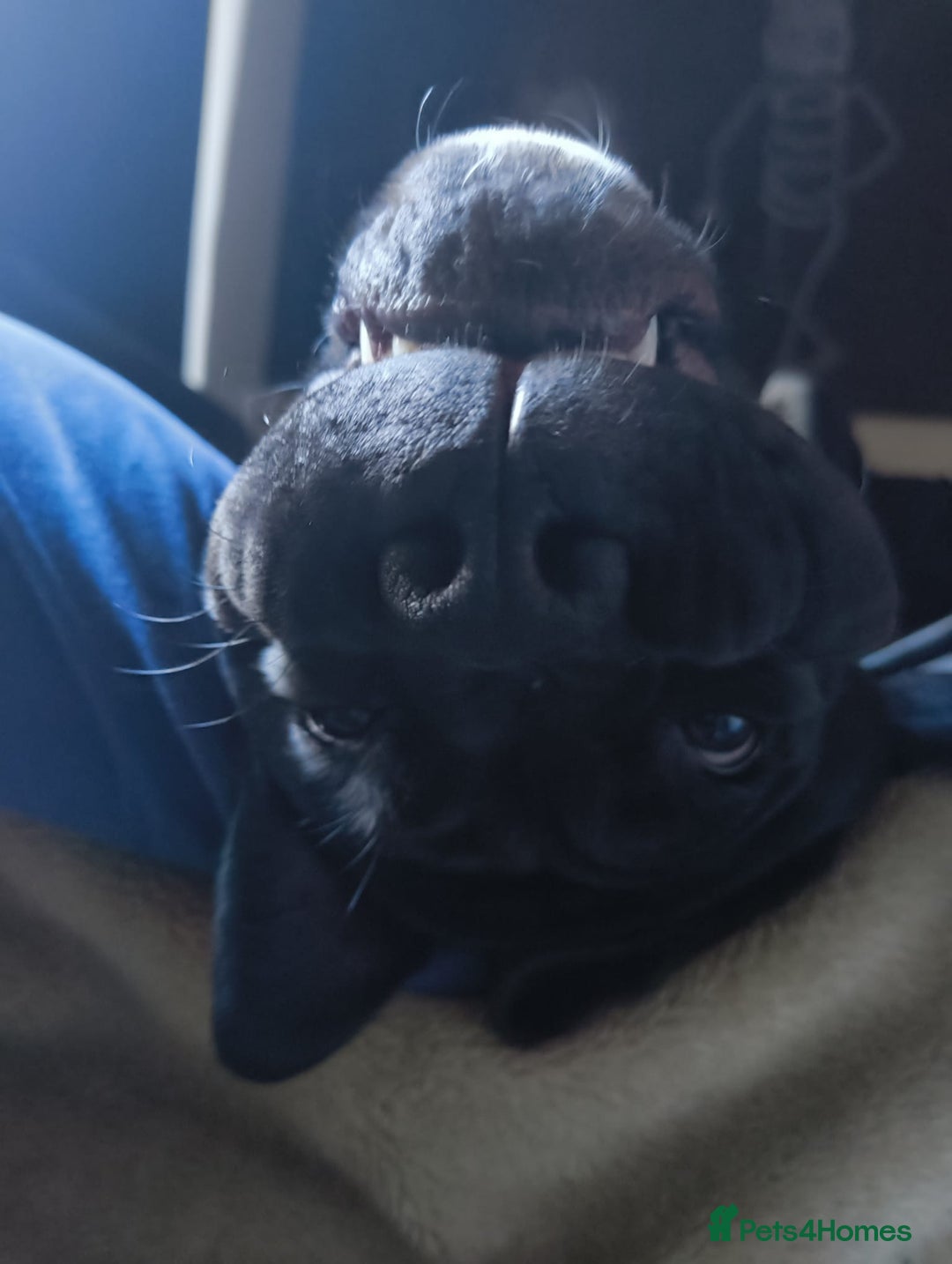 Mixed Breed dogs for sale: 6 Month Old Female Rehoming - Image 9