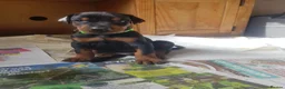 Dobermann dogs for sale: Adorable Doberman puppies  - Advert 28