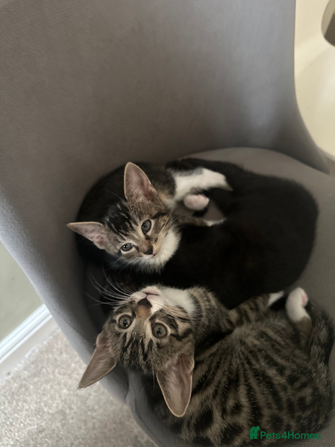 Domestic Shorthair cats for sale: 3 beautiful kittens for sale.  - Image 10