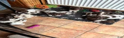 Sprocker dogs for sale: Beautiful litter of sprocker pups - Advert 13