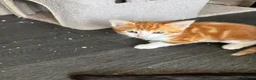Mixed Breed cats for sale: Adorable kittens - Advert 10