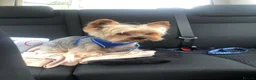 Yorkshire Terrier dogs for sale: KC REGISTERED YORKSHIRE TERRIER   - Advert 7