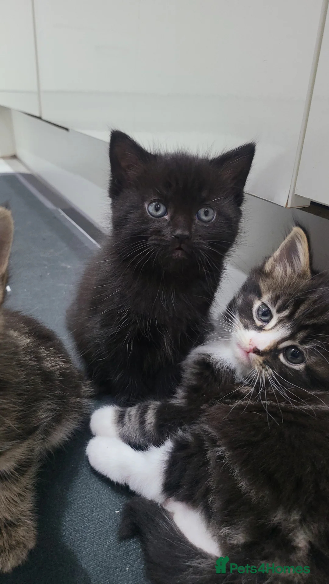 Mixed Breed cats for sale: 3 Gorgeous mixed breed kittens - Advert 2