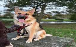 German Shepherd dogs for sale: Male German Shepherd Dog - Advert 1