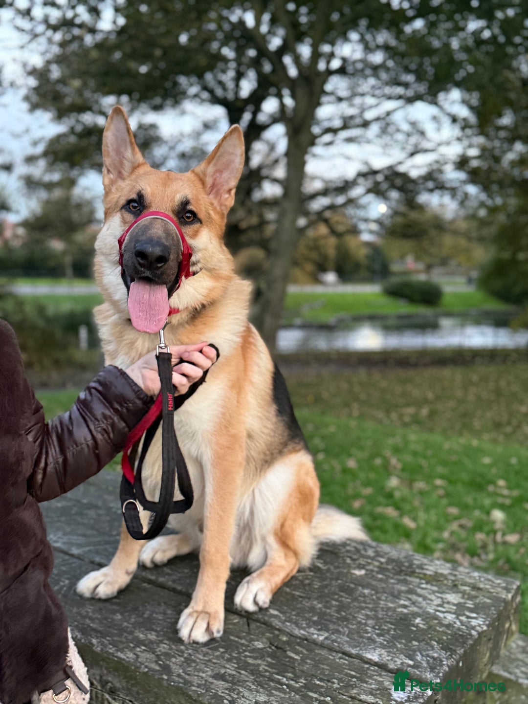 German Shepherd dogs for sale: Male German Shepherd Dog - Advert 1