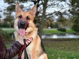 German Shepherd dogs Male German Shepherd Dog - Advert 1