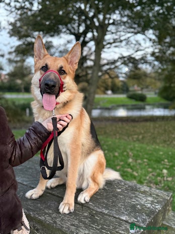 German Shepherd dogs Male German Shepherd Dog - Advert 1