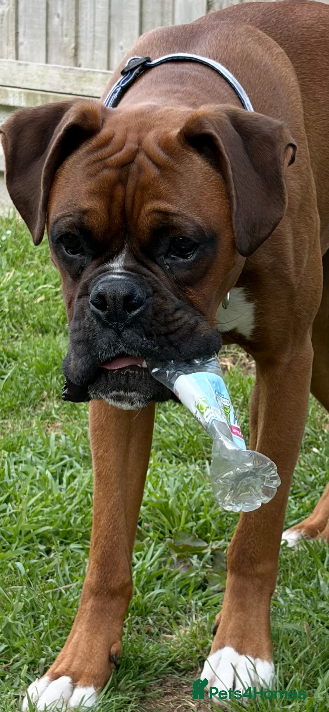 Boxer dogs for sale: Boxer puppy, 10 months in Leicester - Advert 9