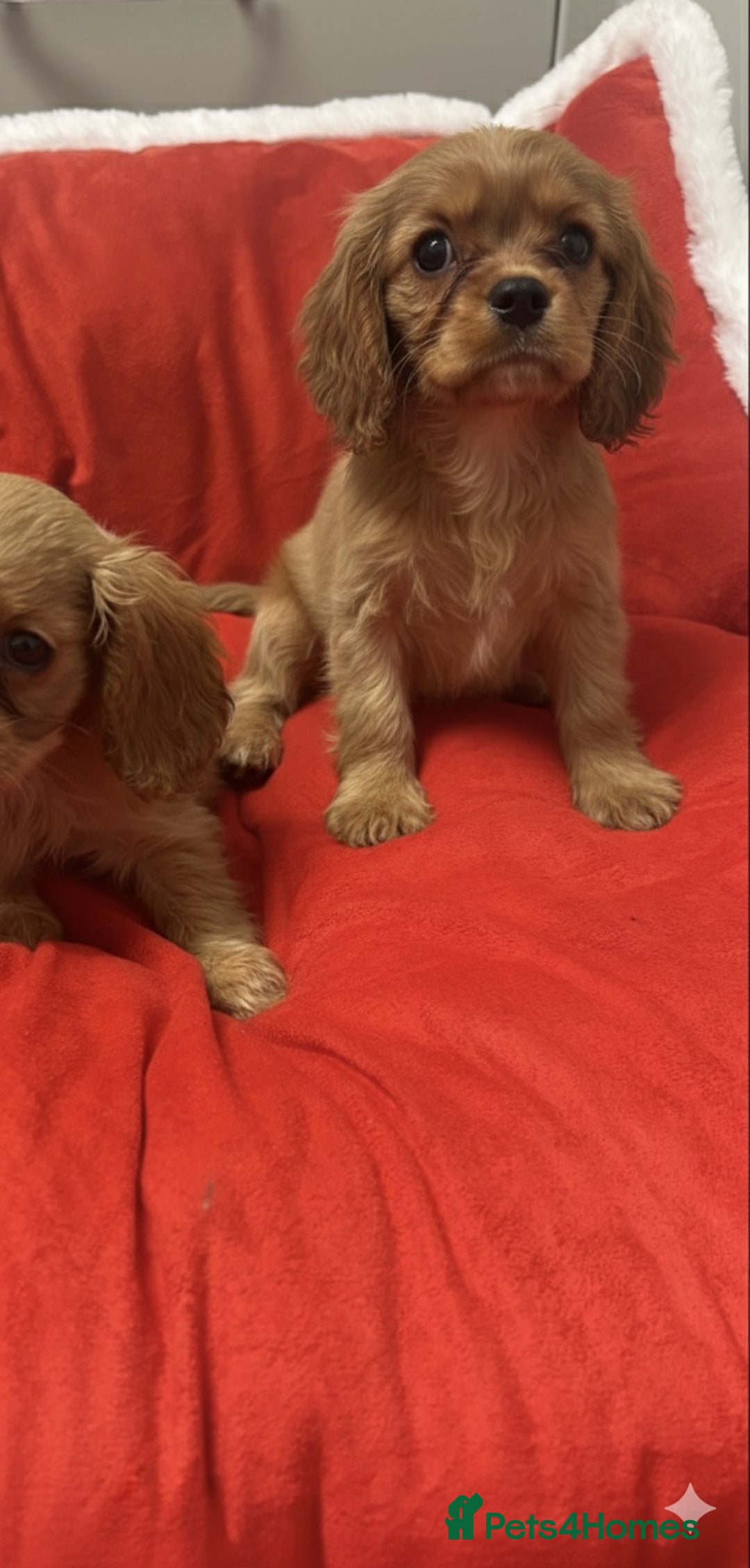 Cavalier King Charles Spaniel dogs for sale: 🐶 Cavalier King Charles Puppies 🐶  - Advert 4