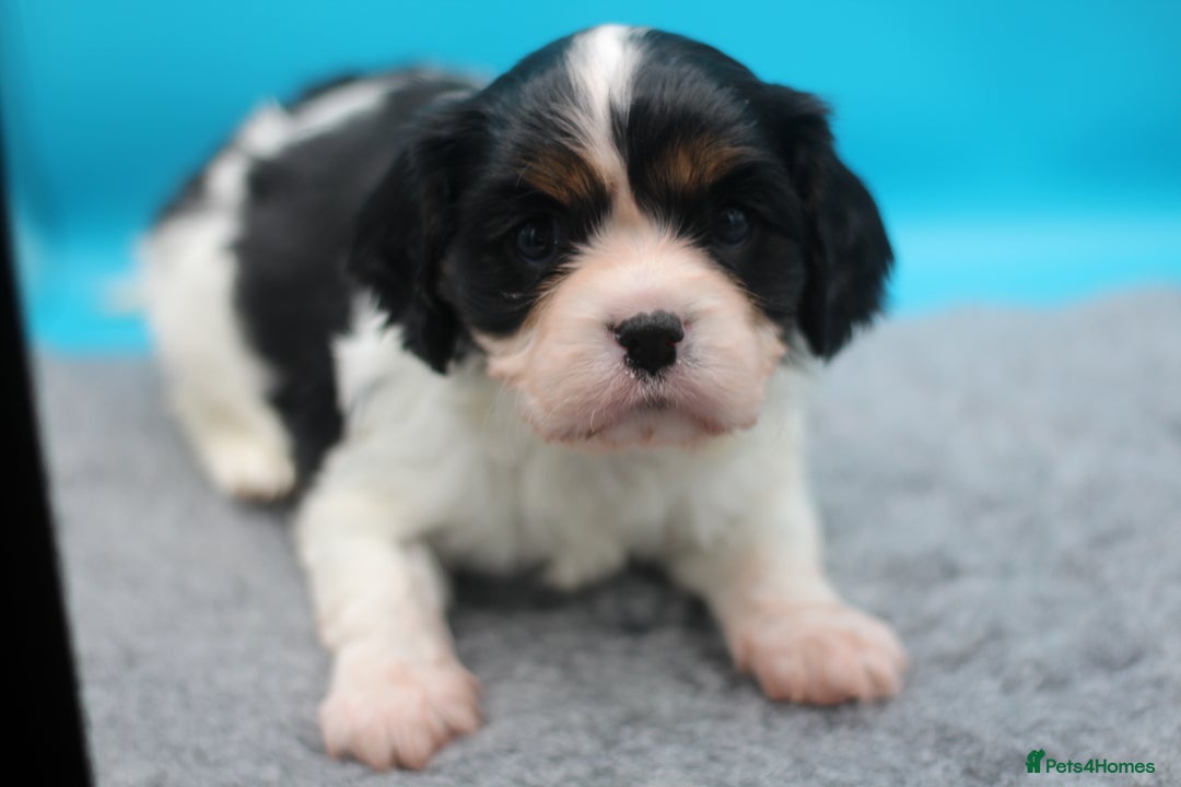 Cavalier King Charles Spaniel dogs for sale: Champion lines, heart/health tested, KC registered - Advert 21