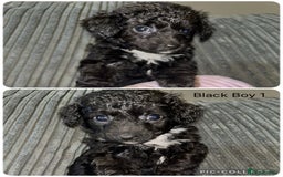 Mixed Breed dogs for sale: READY HALLOWEEN Stunning ShihpooXSproodle puppies - Image 11