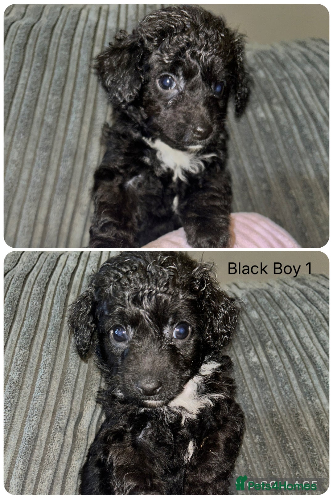 Mixed Breed dogs for sale: READY HALLOWEEN Stunning ShihpooXSproodle puppies - Image 11