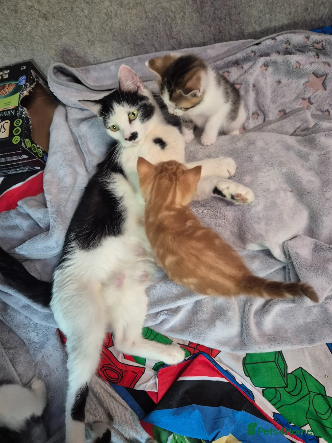 Mixed Breed cats for sale: Freindly kitten  - Advert 1