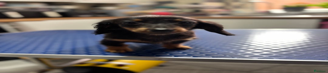 Miniature Dachshund Puppy 2
