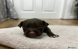 American Bull Staffy dogs for sale: Staffy Bull Puppies - Image 25