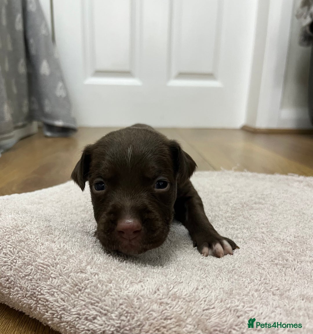 American Bull Staffy dogs for sale: Staffy Bull Puppies - Image 25