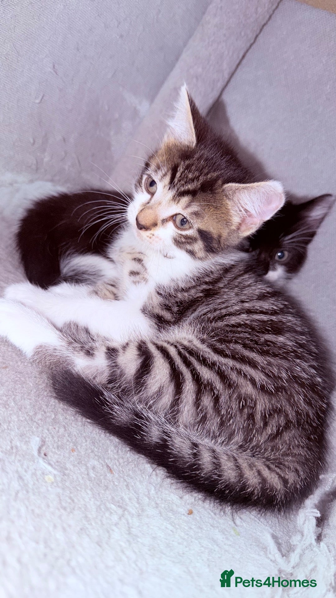 Mixed Breed cats 🩶Ragamuffin crossed Bengal kittens🩶 - Advert 18