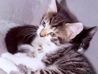 Mixed Breed cats 🩶Ragamuffin crossed Bengal kittens🩶 - Advert 18